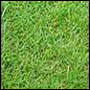 Anderlecht krijgt nieuwe grasmat