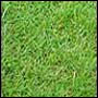 Anderlecht planning to place artifical turf